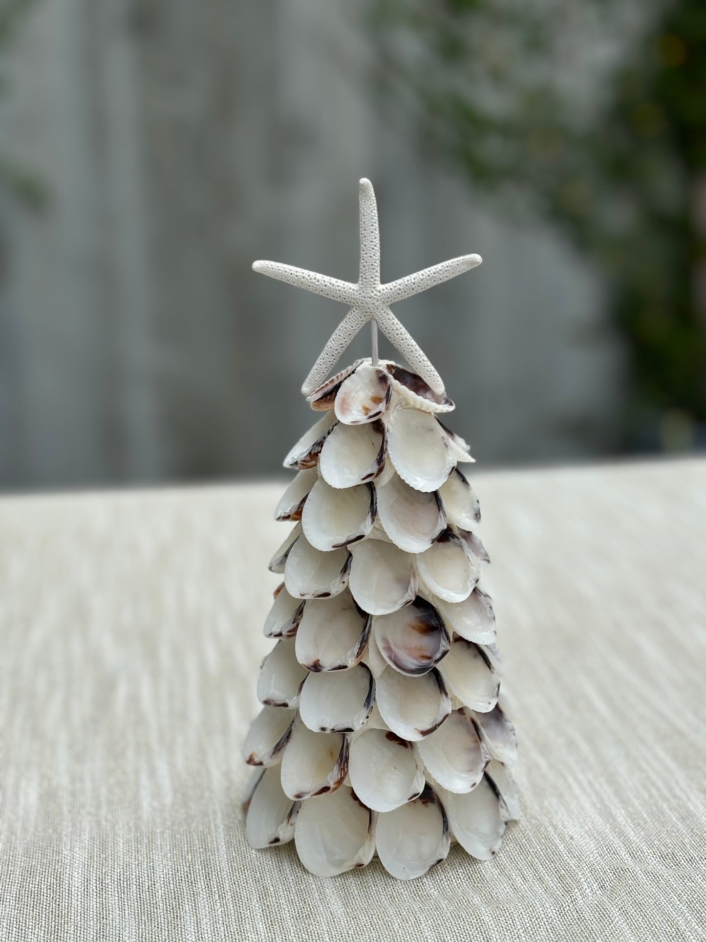 Medium tree with white and brown shells