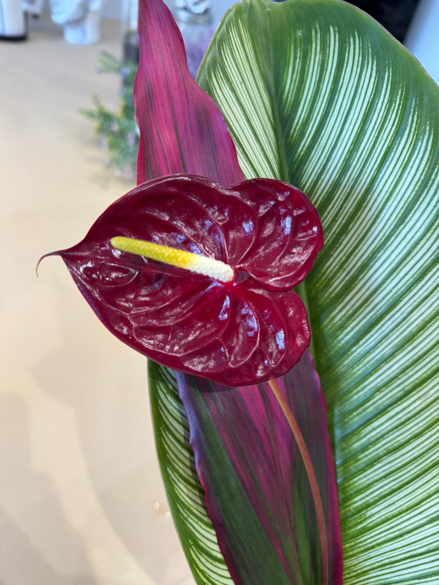 Island Love Anthurium Bouquet (1 flower)