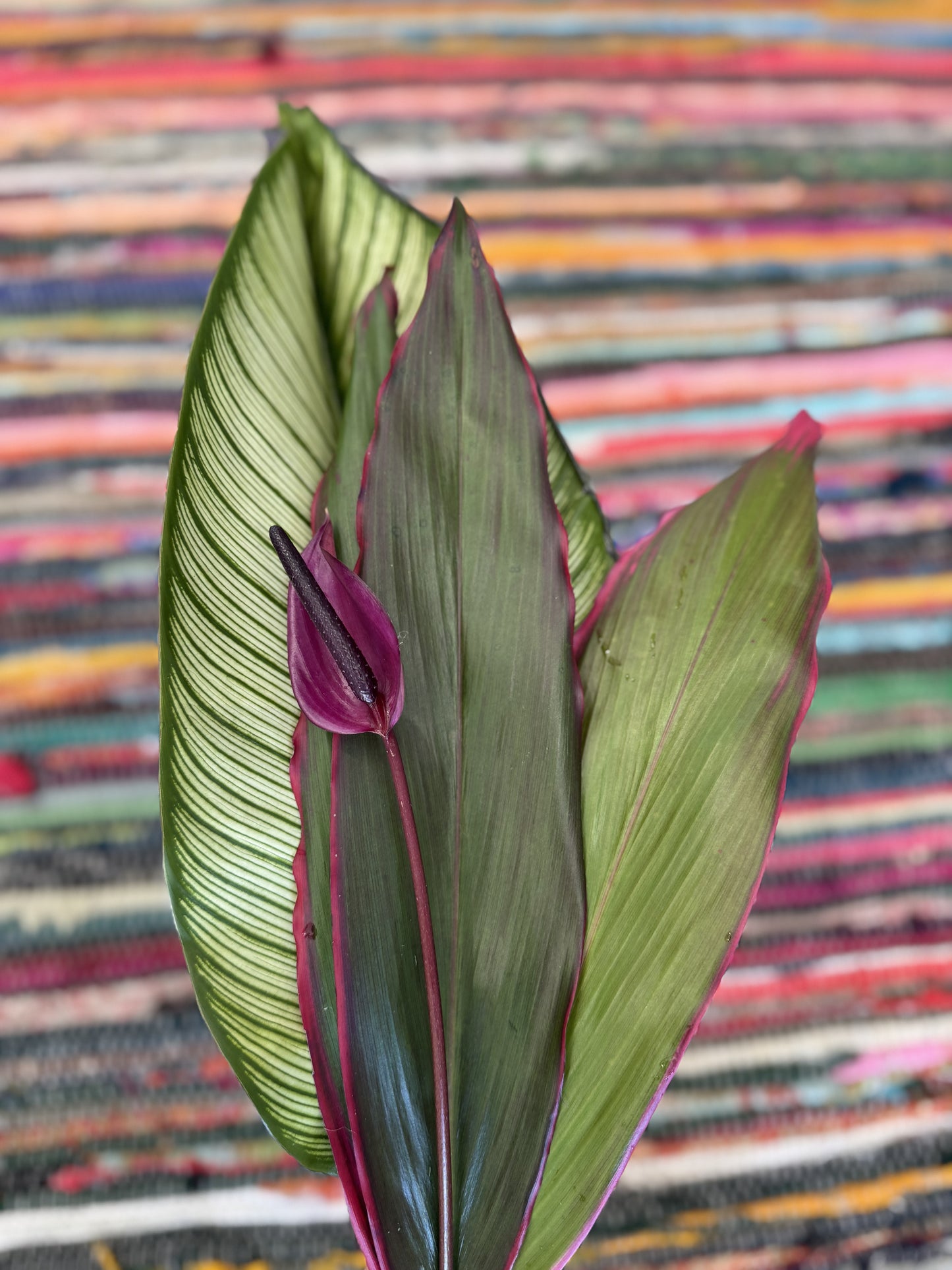 Island Love Anthurium Bouquet (1 flower)