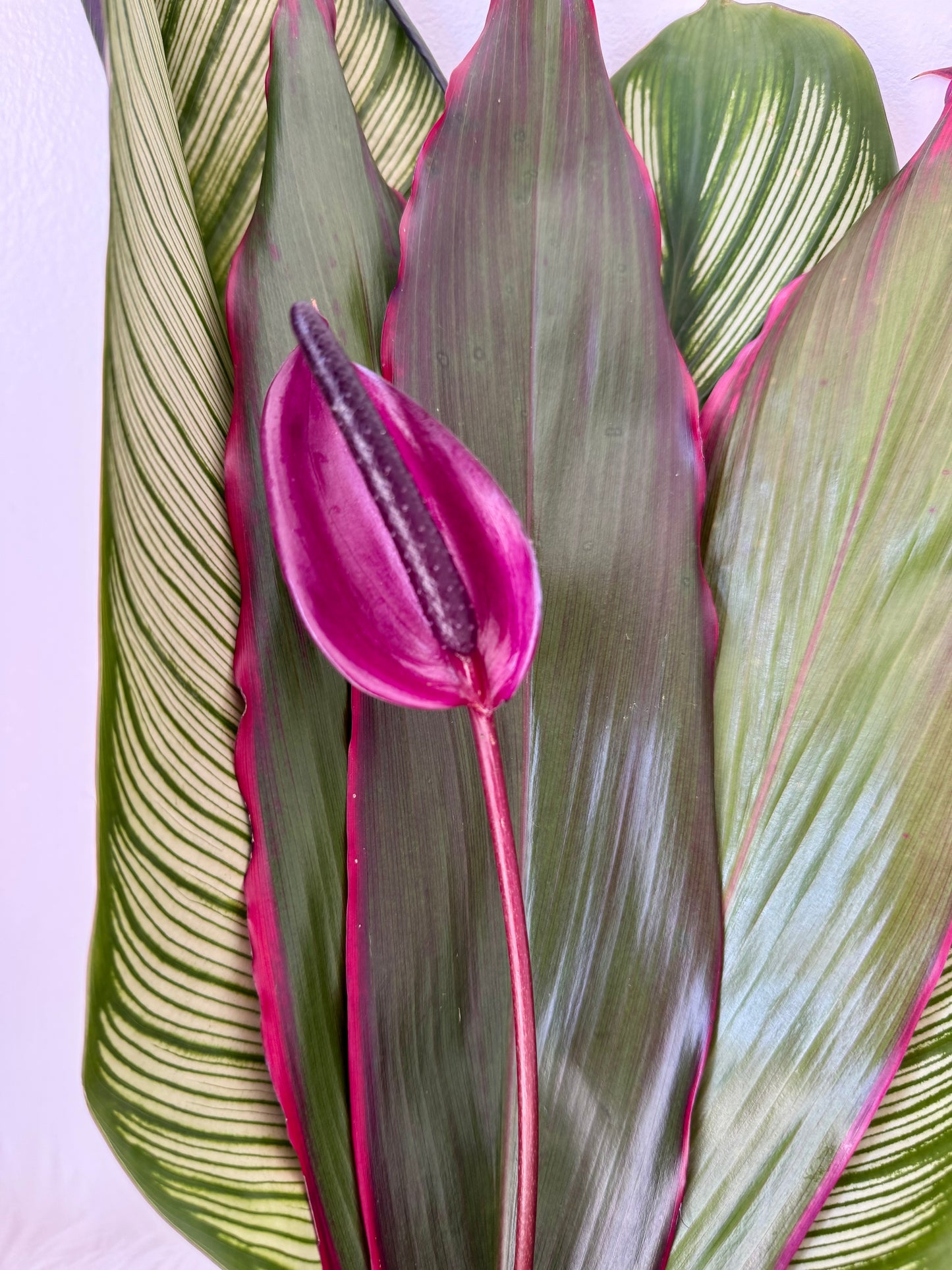 Island Love Anthurium Bouquet (1 flower)