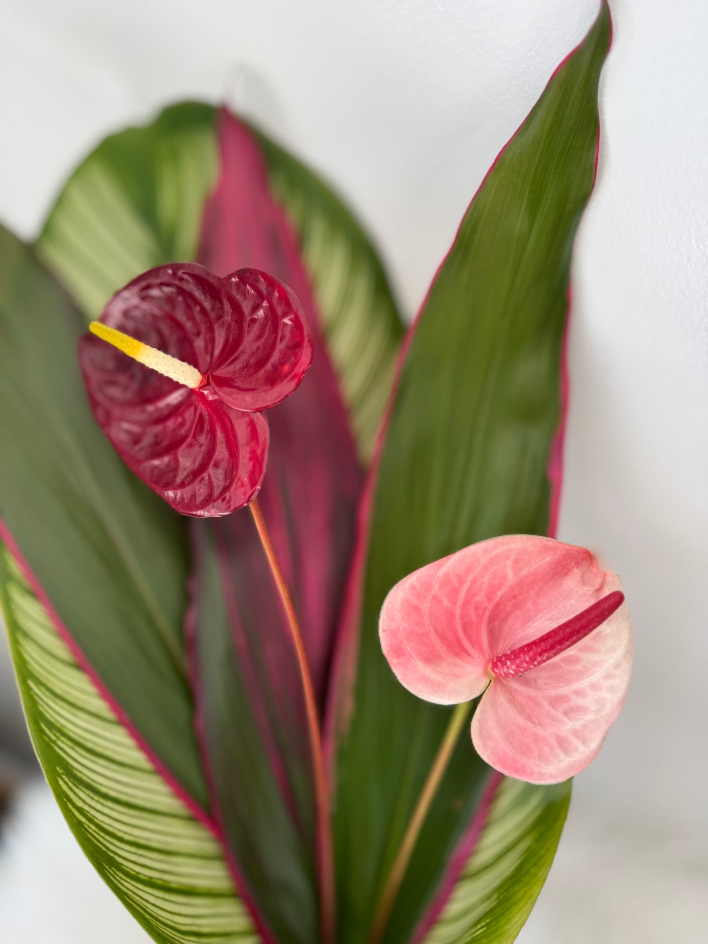 Island Love Anthurium Bouquet (2 flowers)